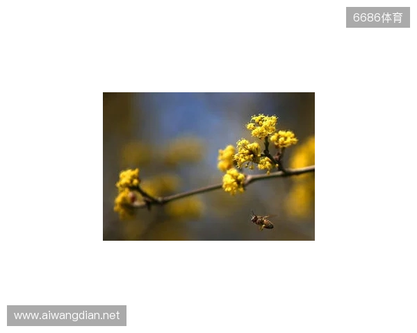 布达佩斯Major第一阶段：战舰轰鸣！FaZe 2-1 RED Canids